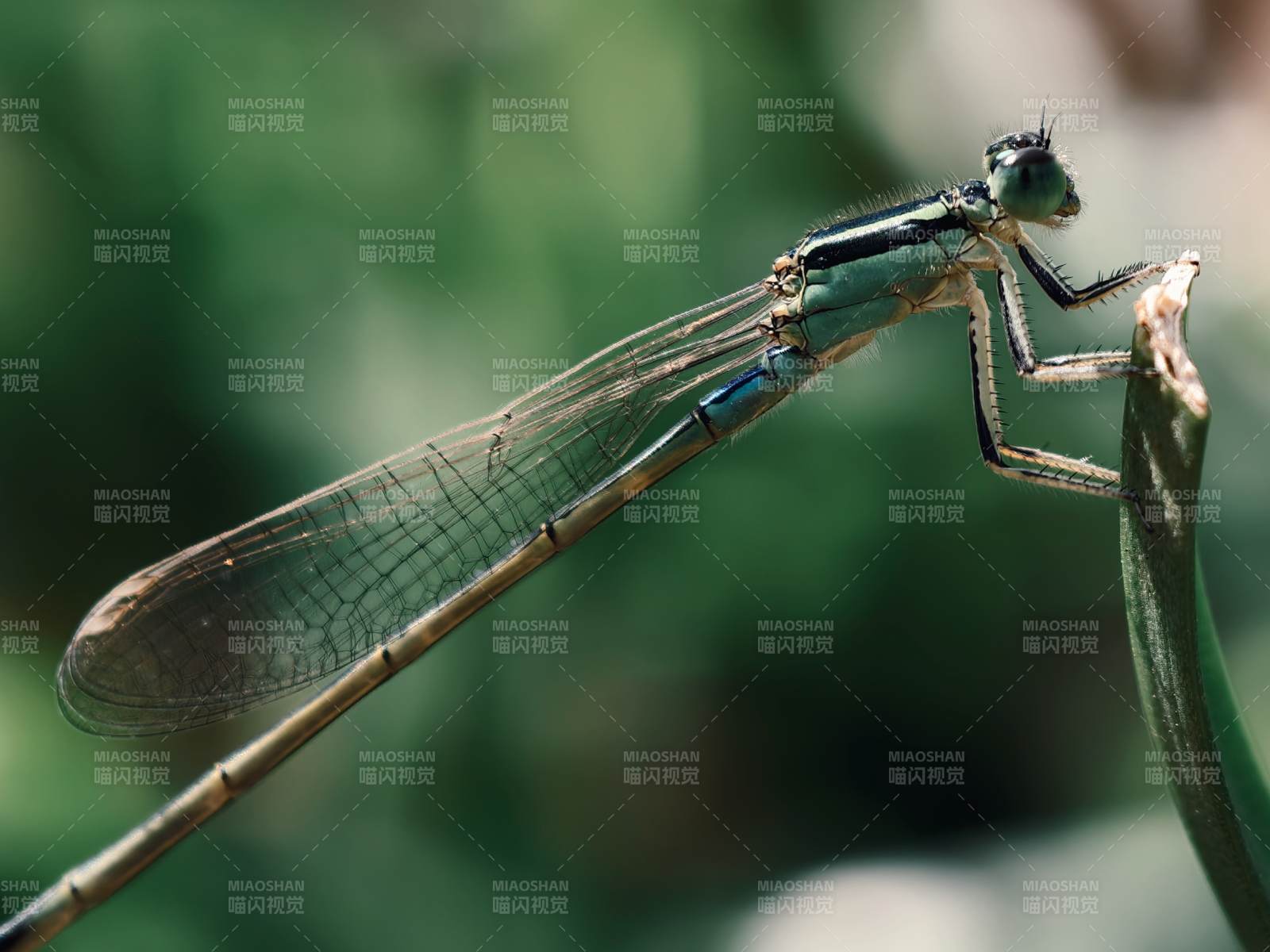 蜻蜓栖息枝头图片