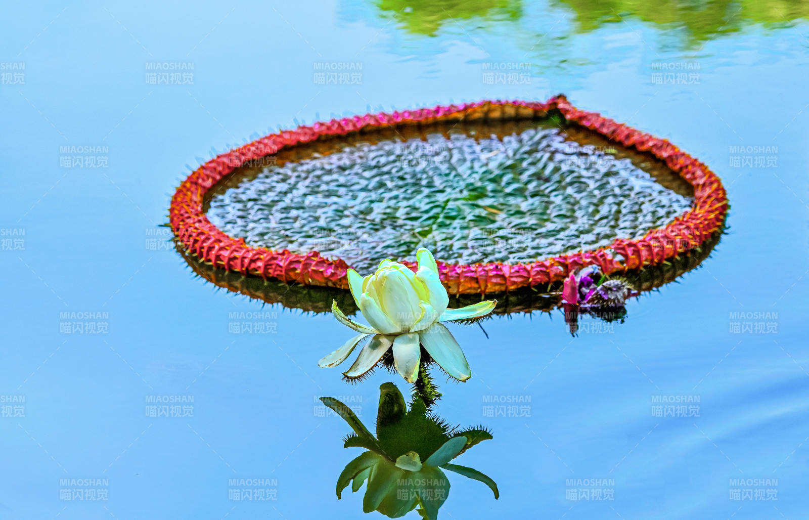 池塘中盛开的巨型克鲁兹王莲与莲叶倒影图片