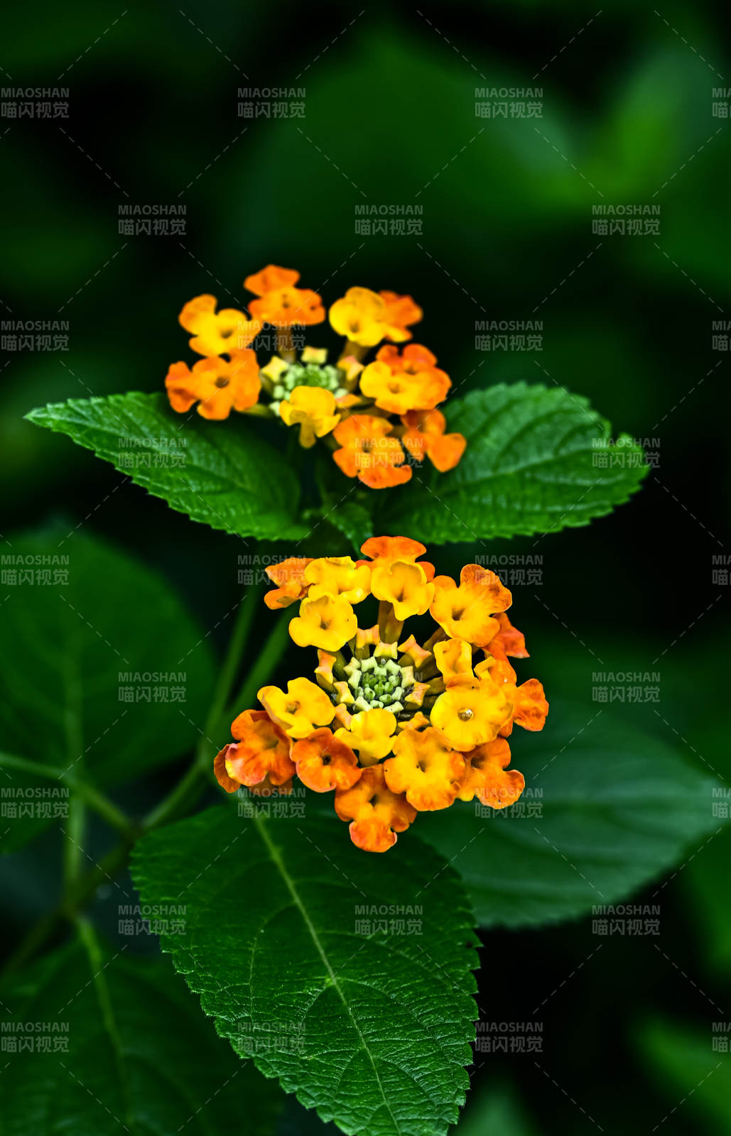 橙色的马缨丹花朵盛开图片