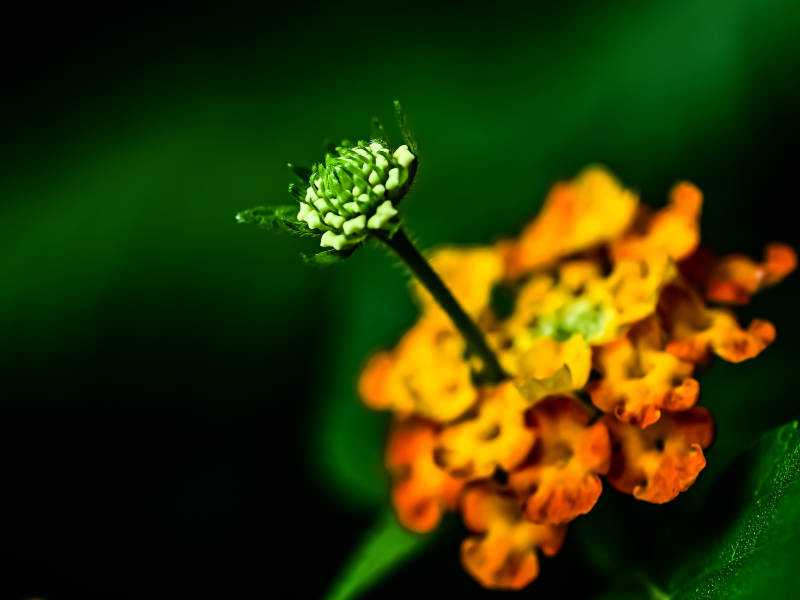 橙色的马缨丹花朵与花蕾特写图片