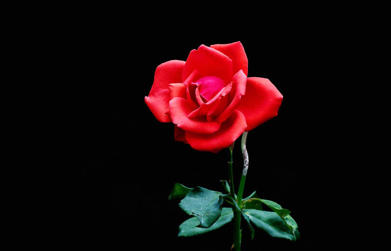 红玫瑰绽放图片