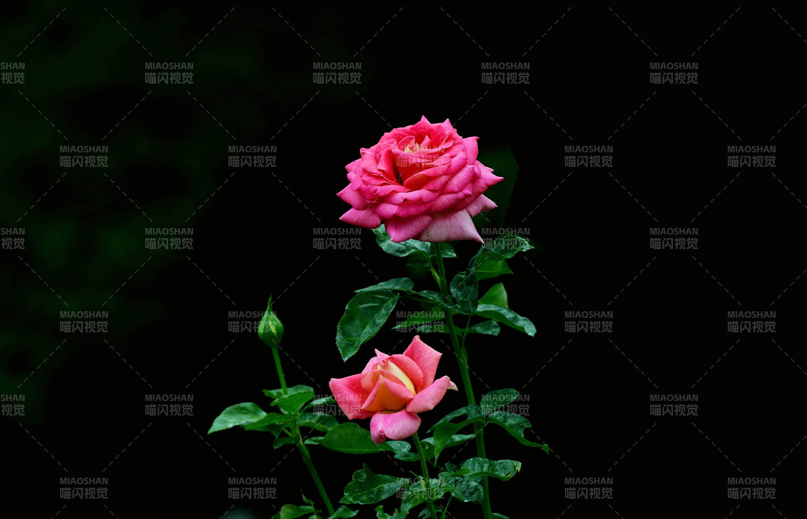 粉玫瑰绽放夜色中图片