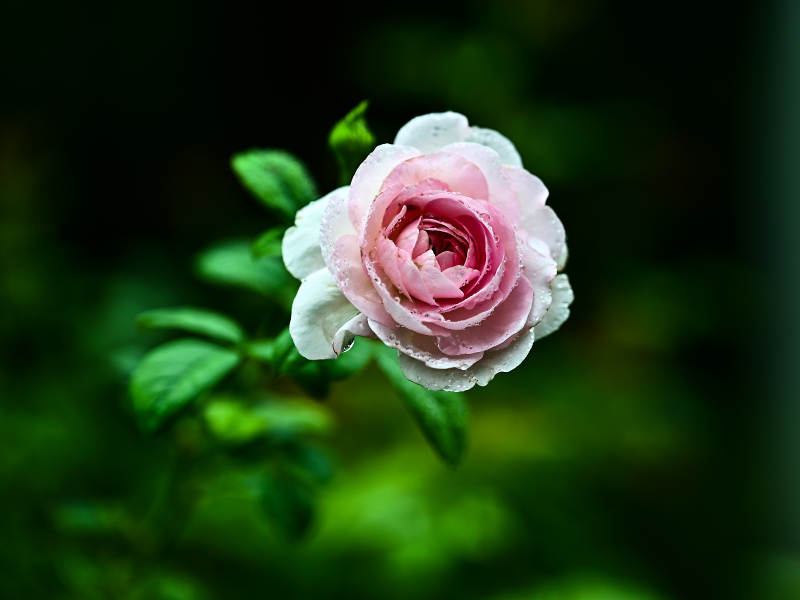 带水珠的粉色玫瑰花特写图片