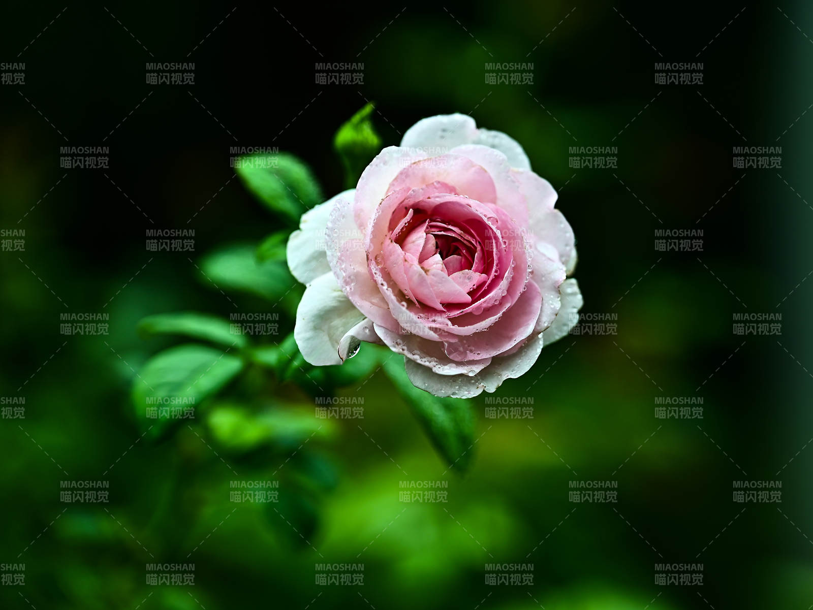 带水珠的粉色玫瑰花特写图片