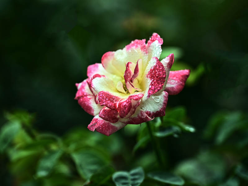 带露珠的粉白双色月季花特写图片