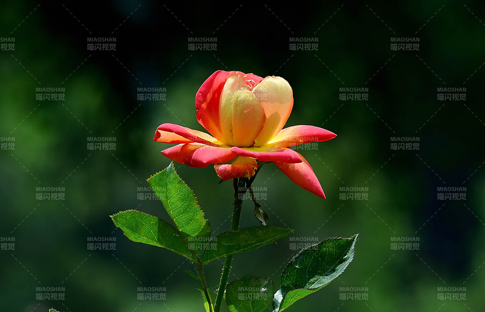 盛开的红黄双色玫瑰花特写图片