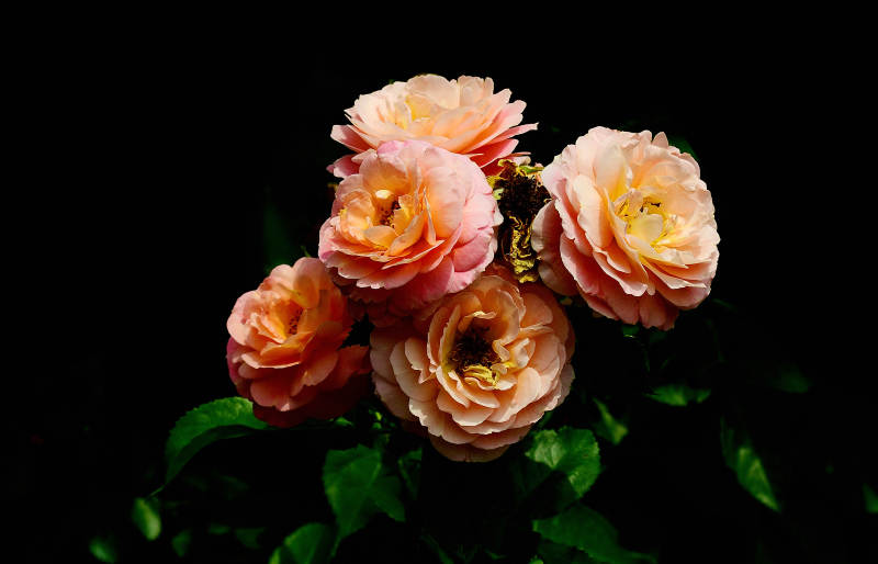 盛开的粉色玫瑰花特写图片