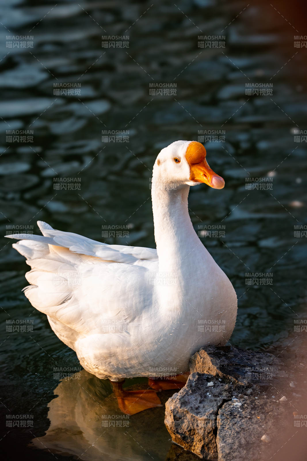 白鸭静立水边图片