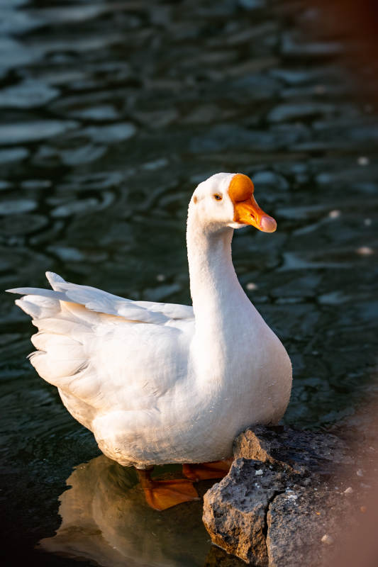 白鸭静立水边图片