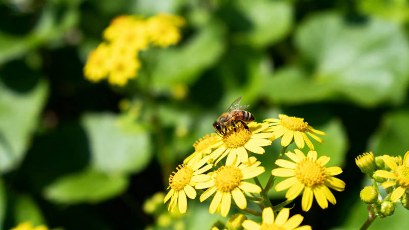 蜜蜂采蜜花丛中图片