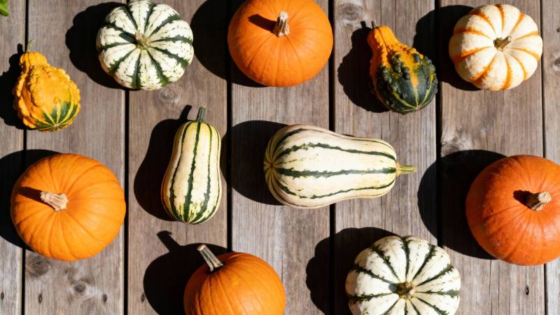 多彩南瓜静物图图片