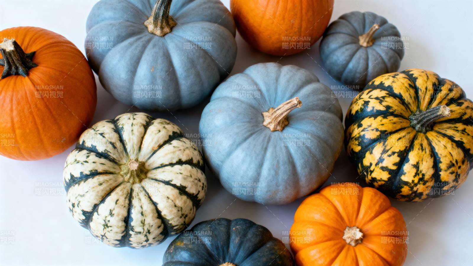 多彩南瓜静物图图片