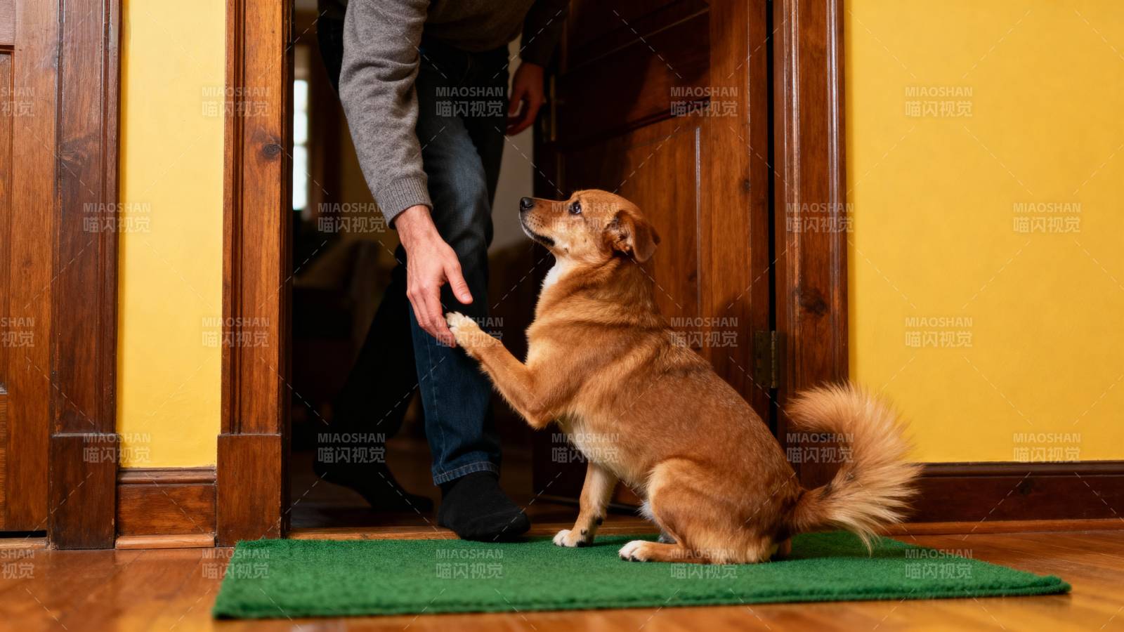 狗狗迎接主人回家图片