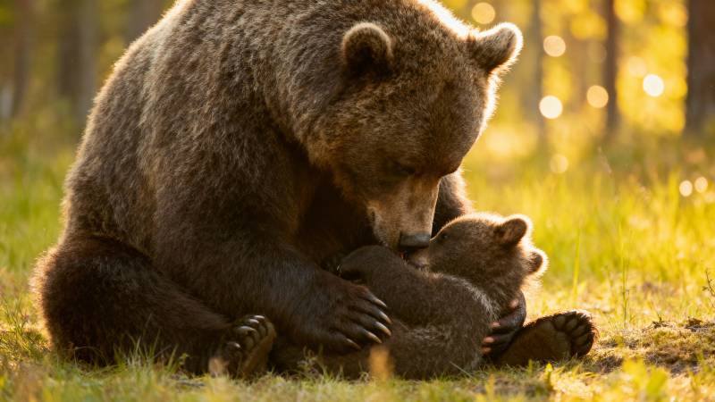 母熊与幼崽温馨相拥图片