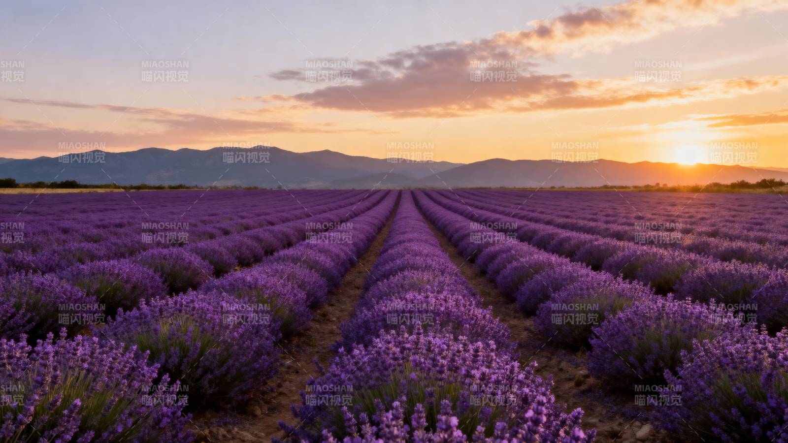 薰衣草田日落图片