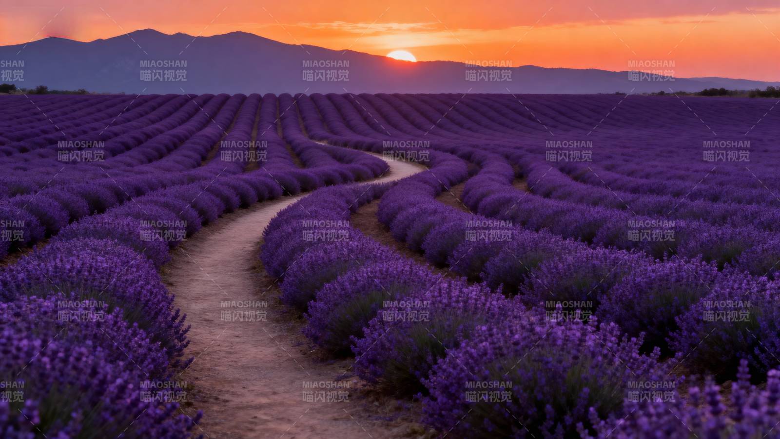 薰衣草田日落图片