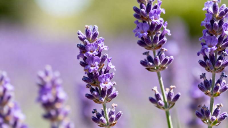 薰衣草花海图片