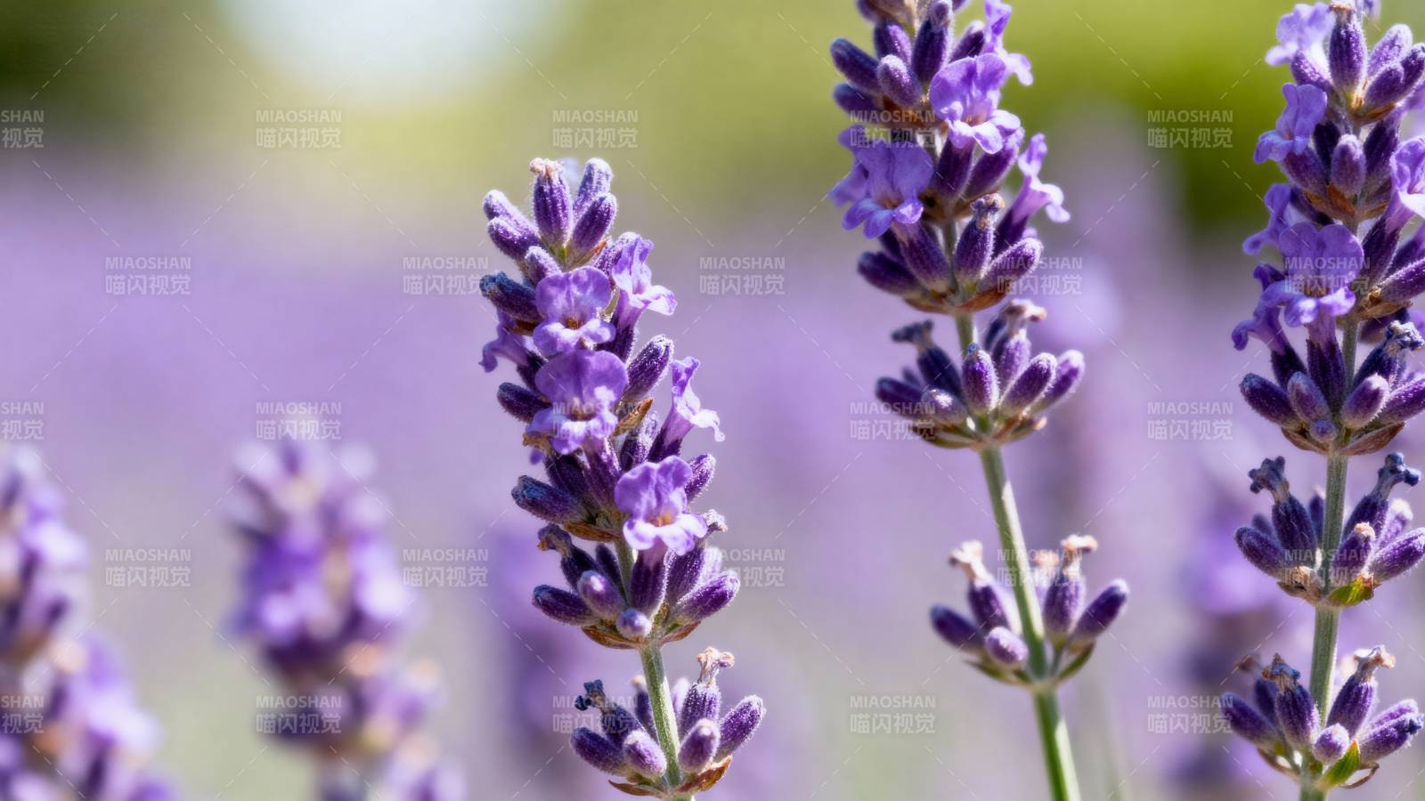 薰衣草花海图片