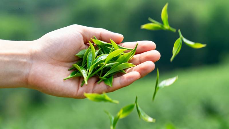 手中绿叶飘香图片