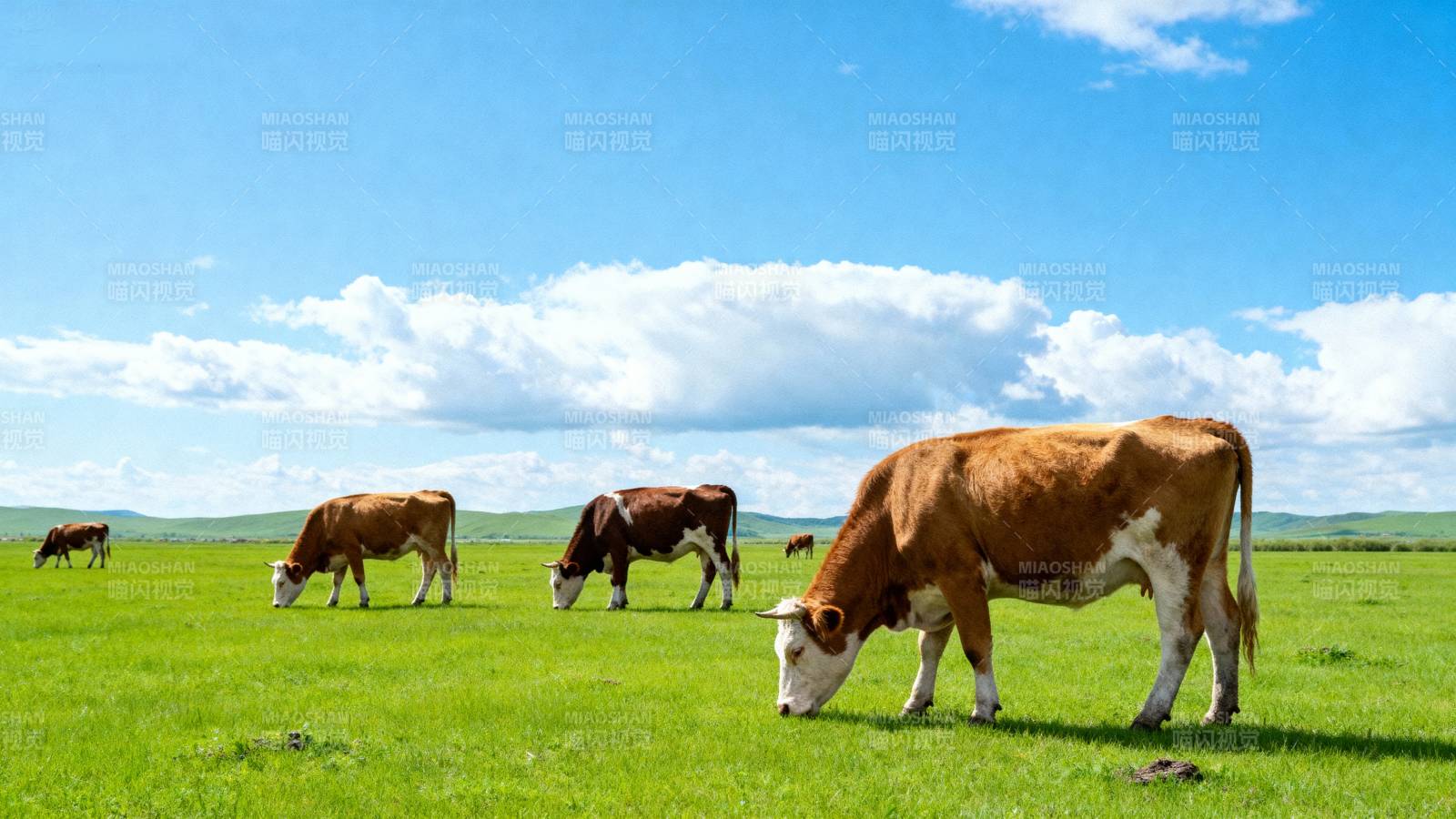 绿野牧牛图图片