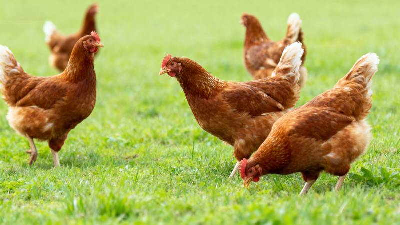 鸡群在草地上觅食图片