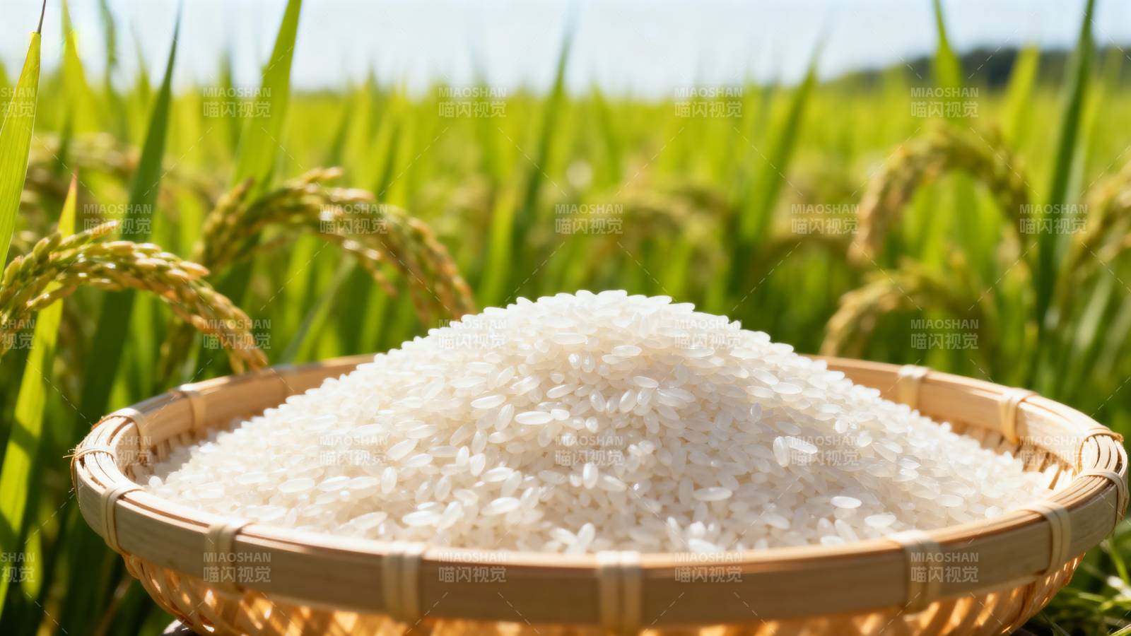 稻田中的大米与竹篮图片