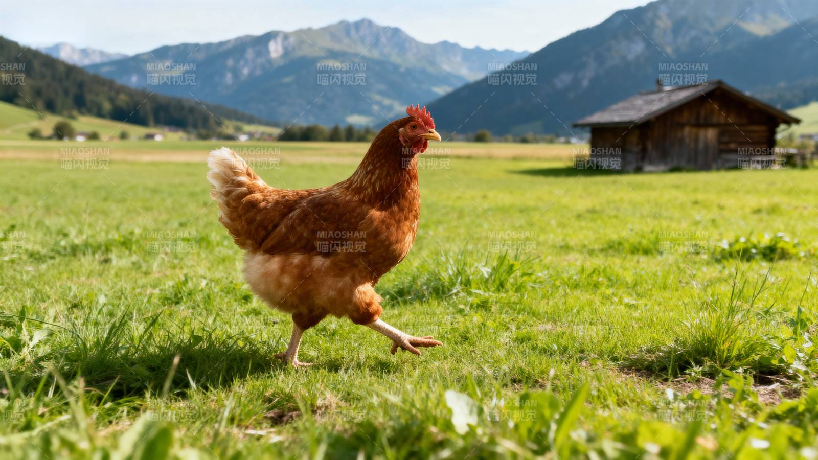 山间鸡行绿野图片