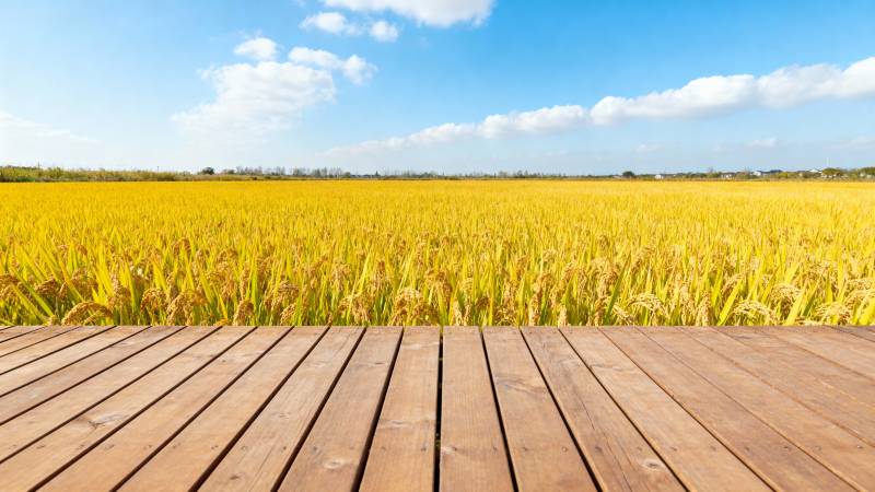 金田木栈道图片