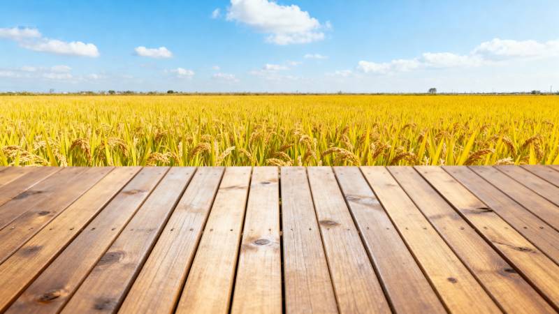 金田木栈道图片