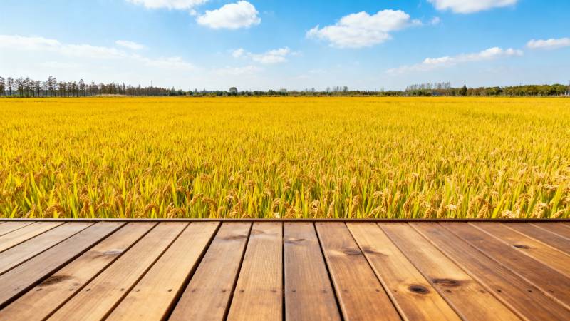 金田木栈道图片