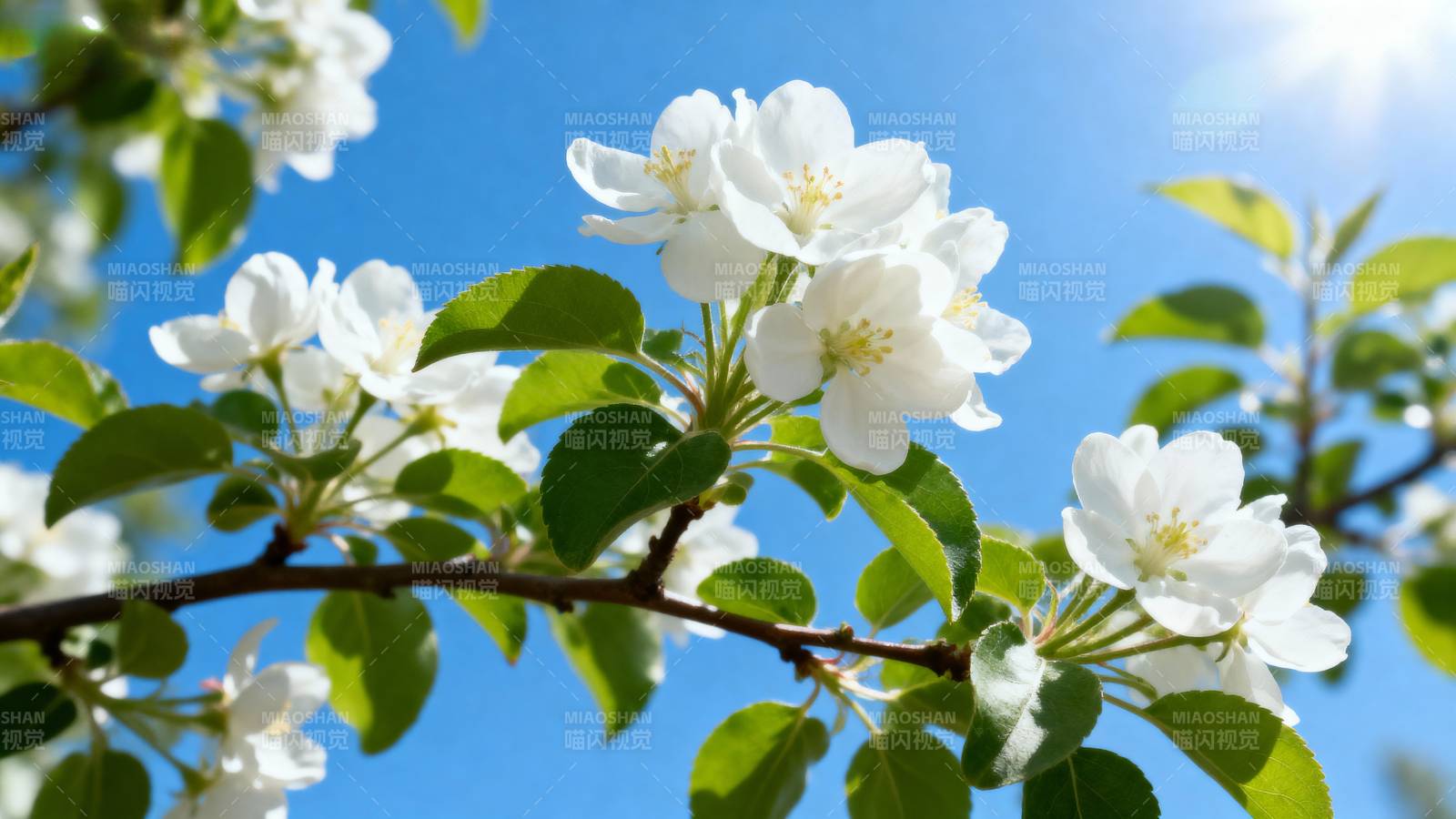 春日花开枝头图片