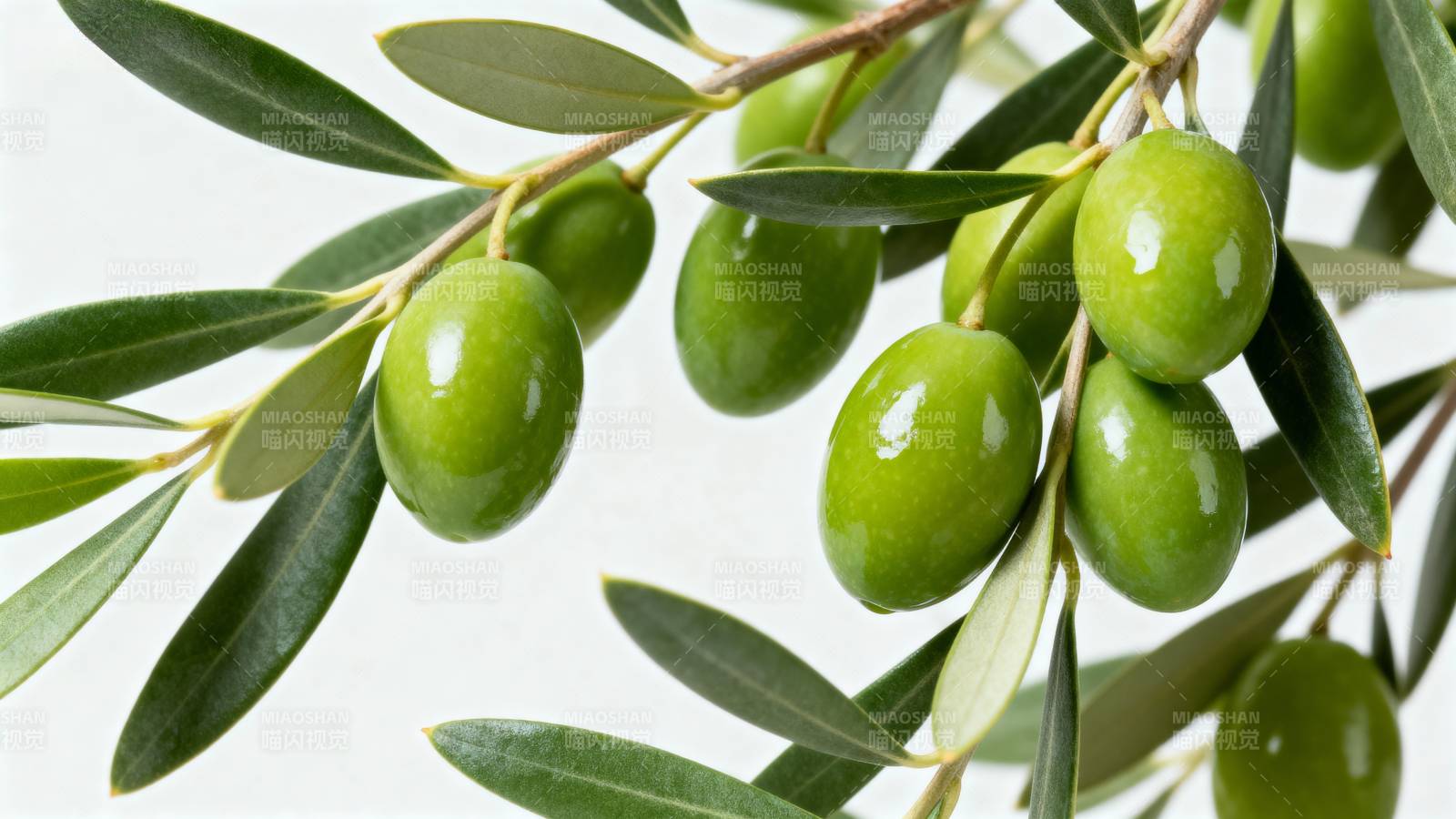 青橄榄枝叶特写图片