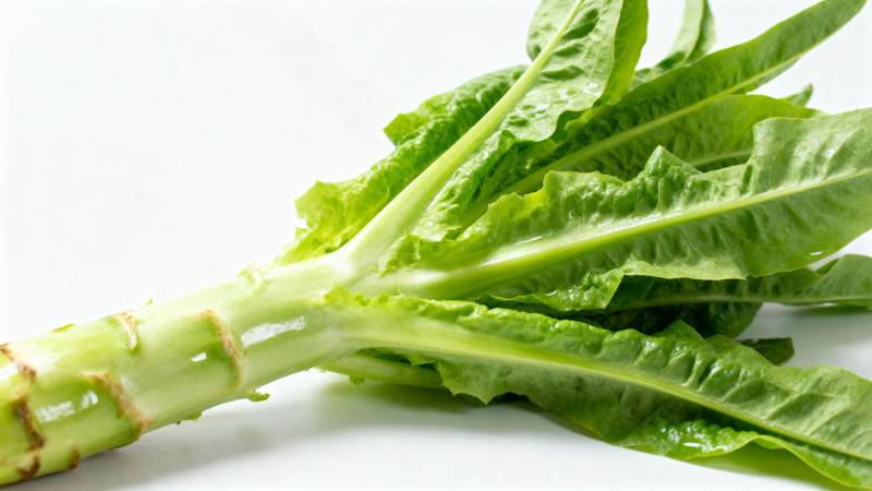 新鲜莴苣特写图片