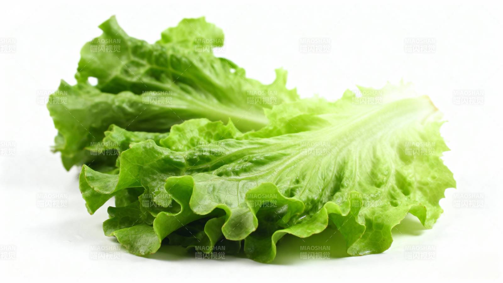 新鲜生菜叶图片