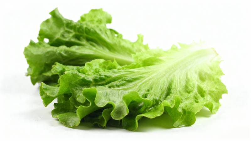 新鲜生菜叶图片