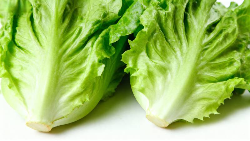 新鲜生菜特写图片