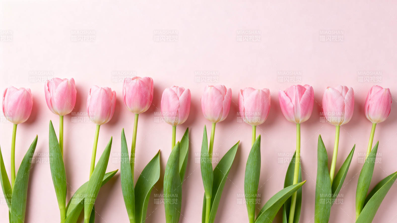 粉色郁金香排列图片