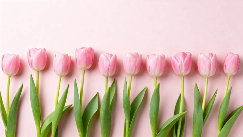 粉色郁金香排列图片