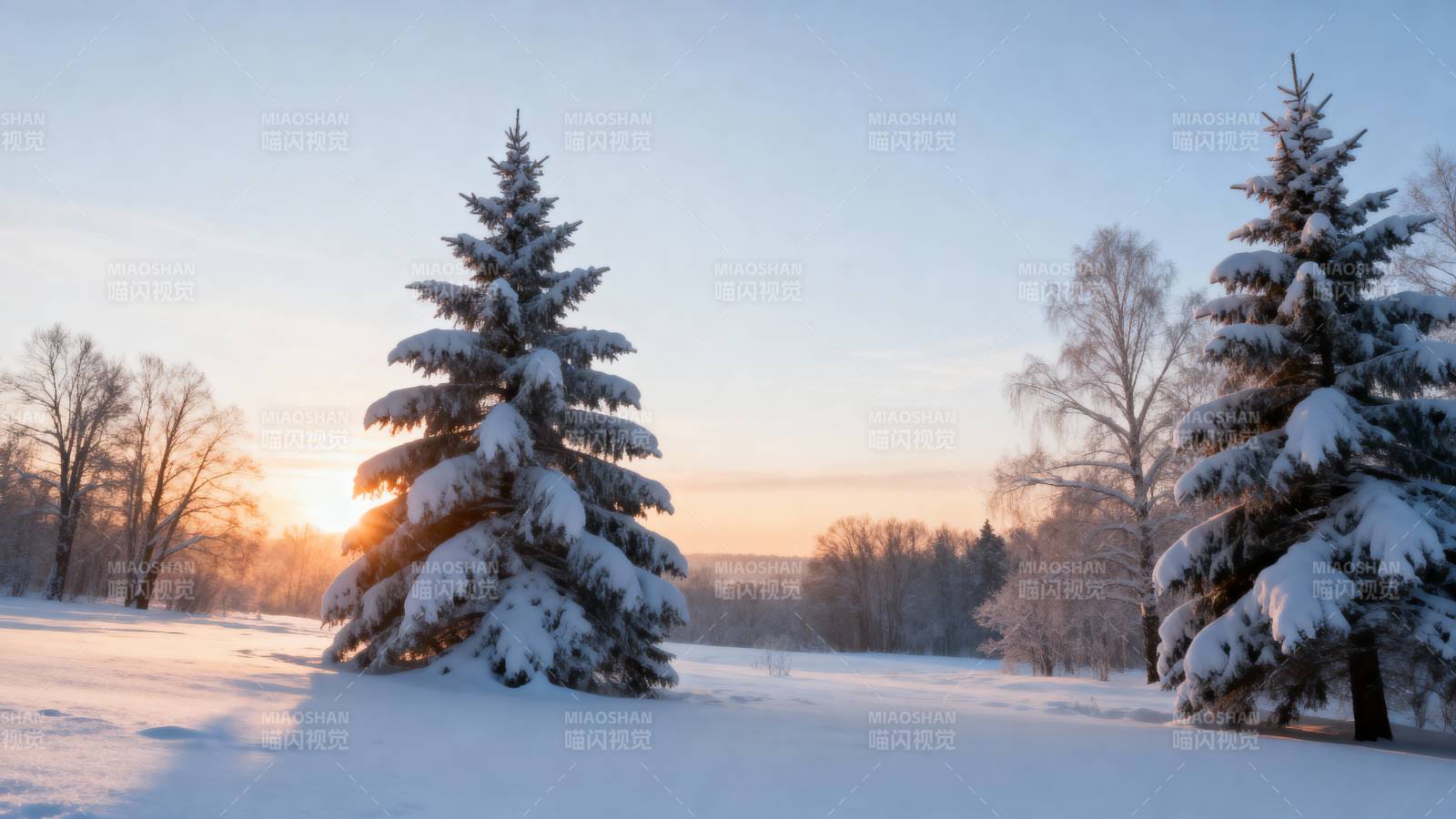 雪松映夕阳图片