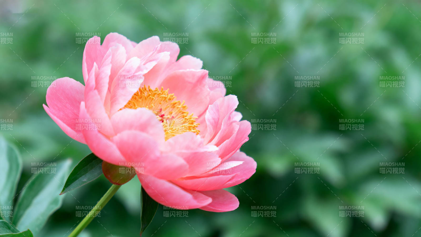 粉红牡丹绽放图片