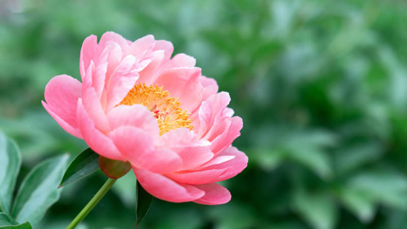 粉红牡丹绽放图片