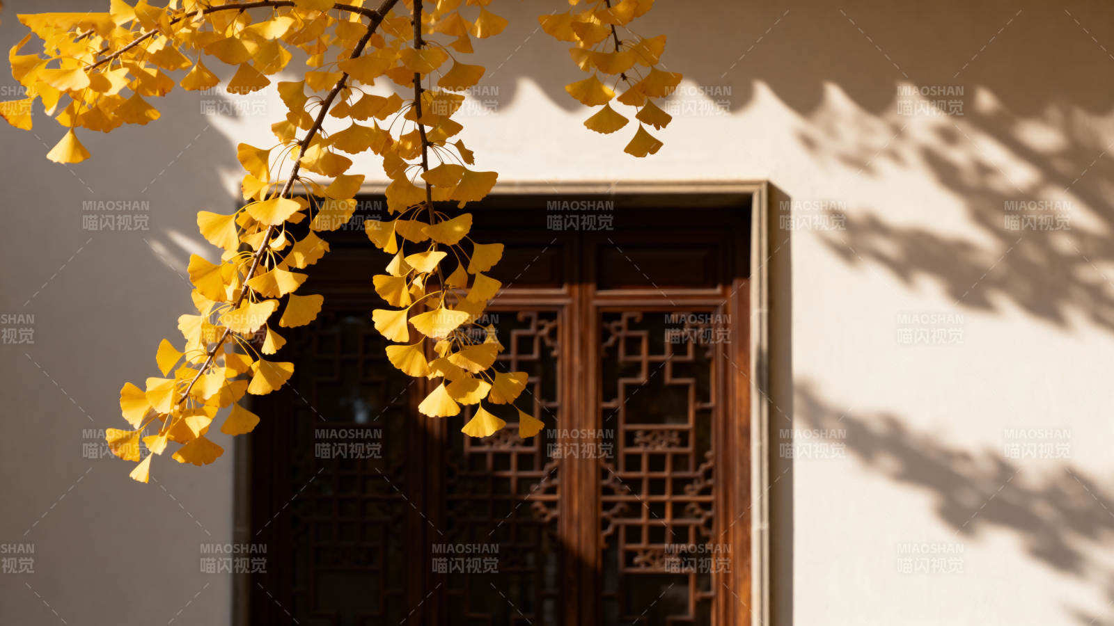 秋叶映窗影图片