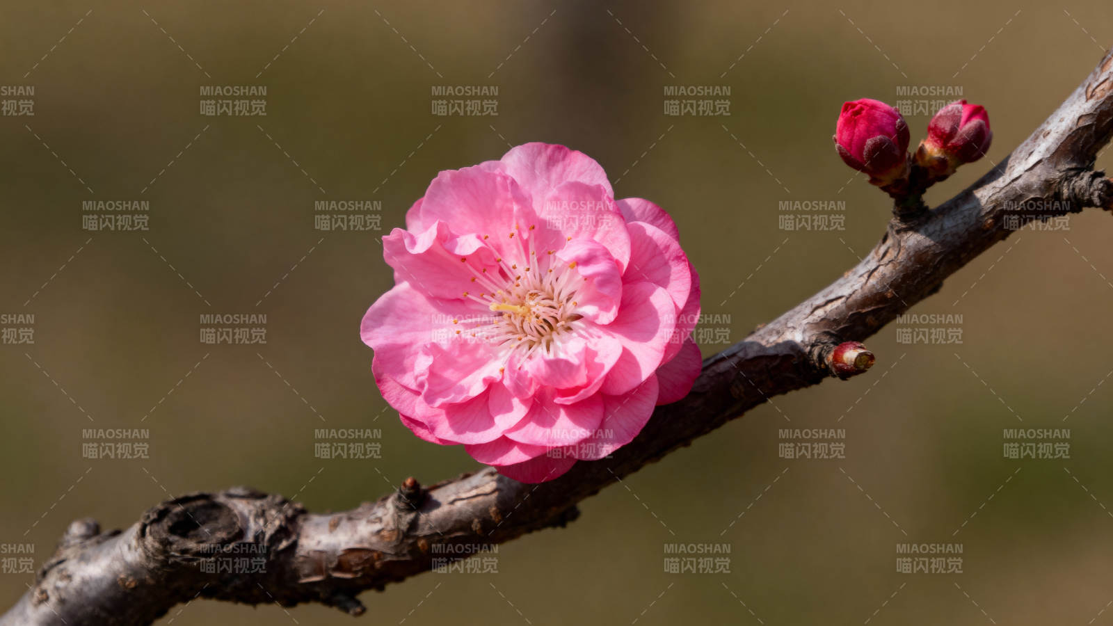 梅花绽放枝头图片