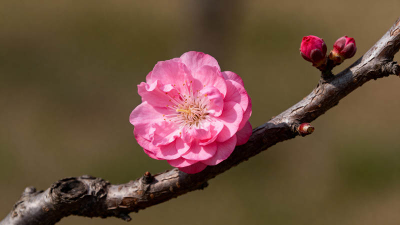 梅花绽放枝头图片
