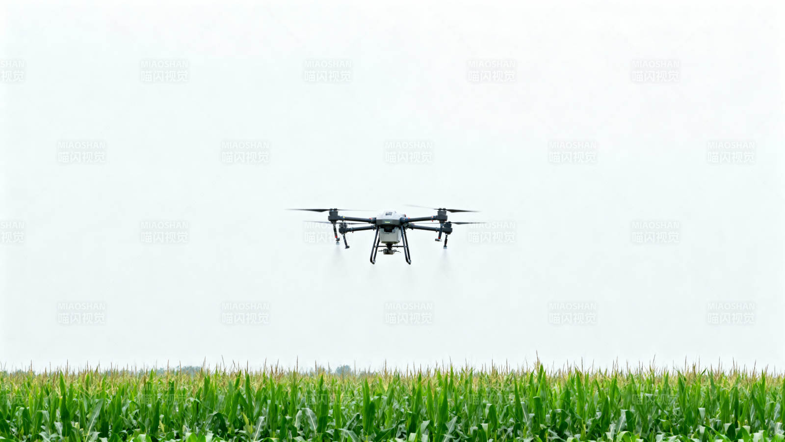 无人机飞越玉米田图片
