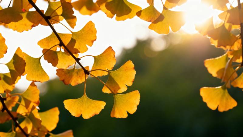 秋日银杏叶图片