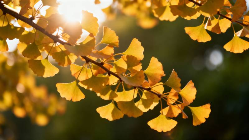 秋日银杏叶图片