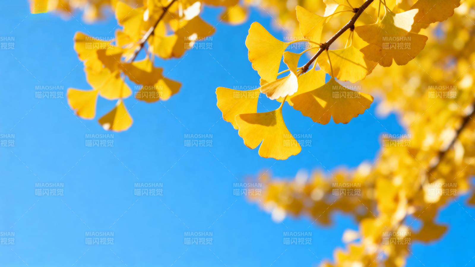 秋日银杏叶图片