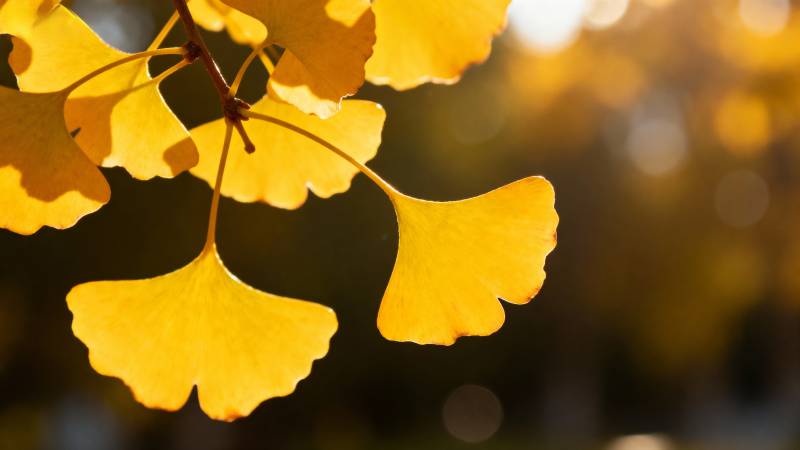 秋日银杏叶图片