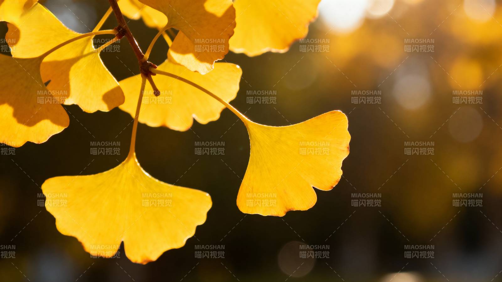 秋日银杏叶图片